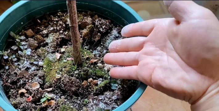 家庭养花用生根粉