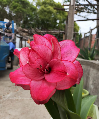 家庭养花用生根粉