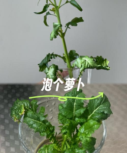 胡萝卜泡水养花行吗吗