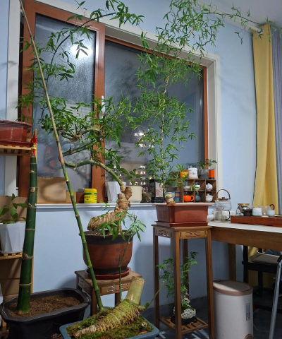 家庭养花用生根粉