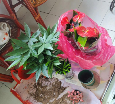 家庭养花用生根粉