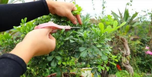 家庭养花用生根粉