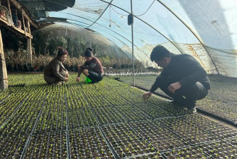 家庭养花用生根粉