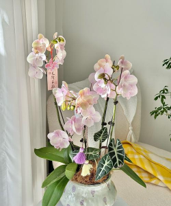 花店过节用什么养花