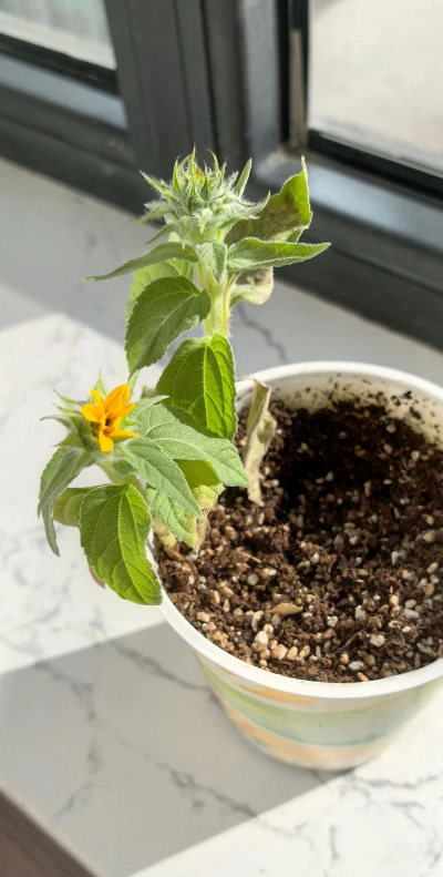 芍药花怎么养，掌握关键要点，花开更鲜艳