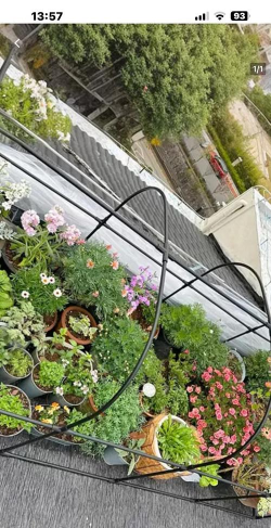 葡萄栽培，掌握关键技术，实现优质丰产