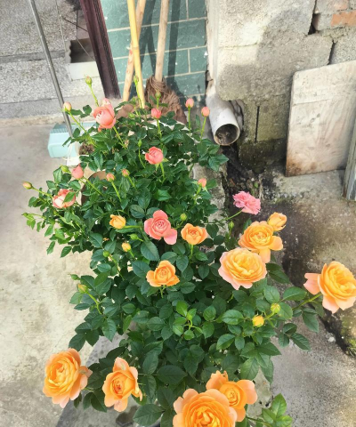 葡萄栽培，掌握关键技术，实现优质丰产