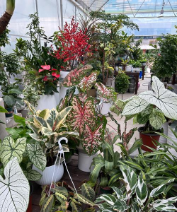 玫瑰花怎么养才不会枯萎，掌握浇水施肥技巧，轻松延长花期