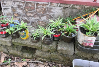 玫瑰花怎么养才不会枯萎，掌握浇水施肥技巧，轻松延长花期