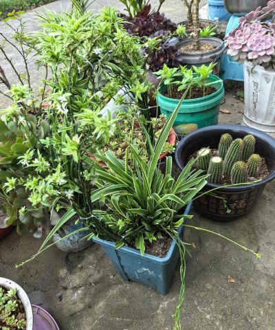 玫瑰花怎么养才不会枯萎，掌握浇水施肥技巧，轻松延长花期