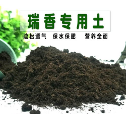 玫瑰花怎么养才不会枯萎，掌握浇水施肥技巧，轻松延长花期