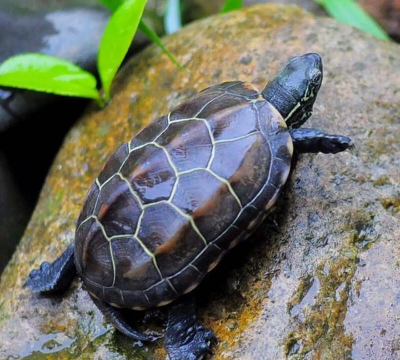 玫瑰花怎么养才不会枯萎，掌握浇水施肥技巧，轻松延长花期