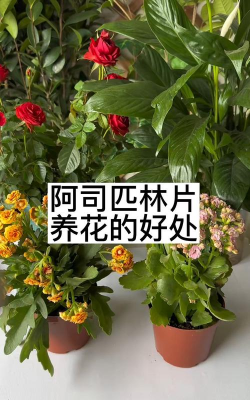 葡萄栽培，掌握关键技术，实现优质丰产