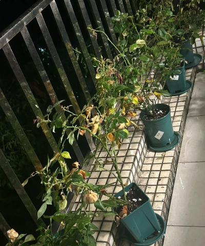 家庭养花用生根粉