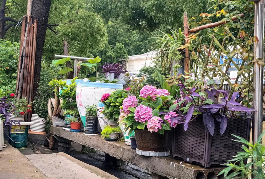 家庭养花用生根粉