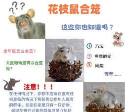 合笼养花枝鼠