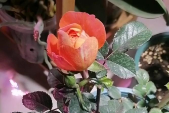 家庭养花用生根粉