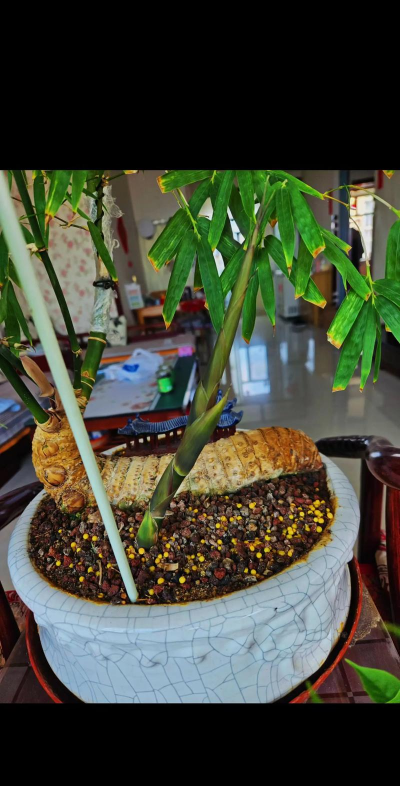 家庭养花用生根粉