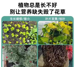 家庭养花用生根粉