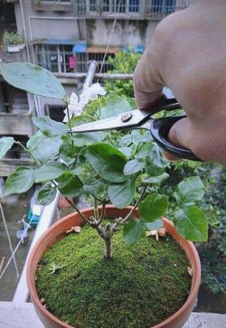 家庭养花用生根粉