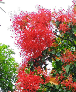 什么苗木开花像火焰 什么苗木开花像火焰