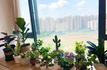 朝南飘窗怎么养花