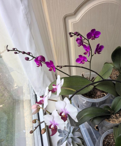 家庭养花用生根粉