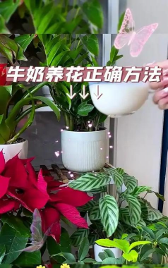 家庭养花用生根粉