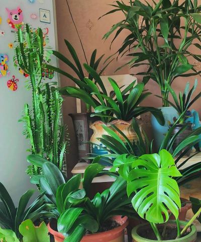 家庭养花用生根粉