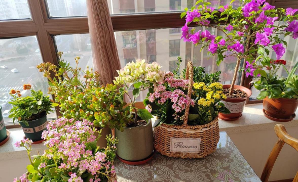 家庭养花用生根粉