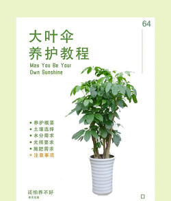 如何养大叶伞这种花