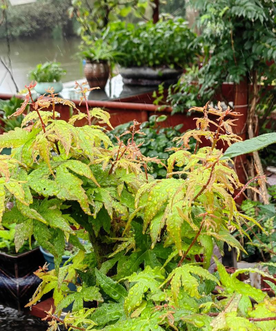 家庭养花用生根粉