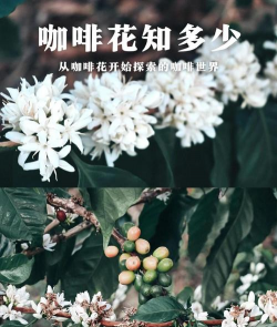 苦咖啡能养花吗