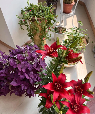 家庭养花用生根粉