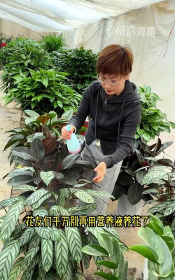 家庭养花用生根粉