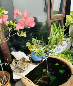 家庭养花用生根粉