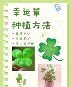 如何收获幸运草的种子