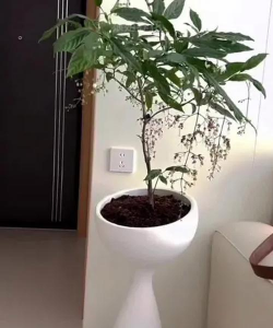 高脚深水盘养花