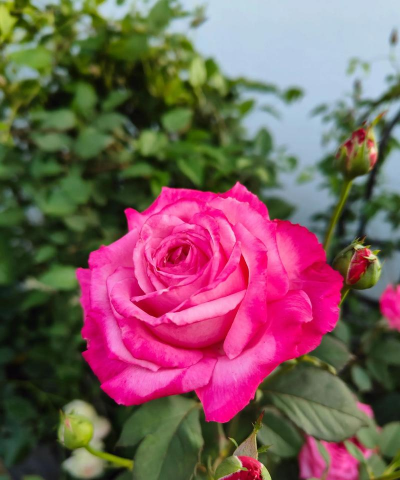 家庭养花用生根粉