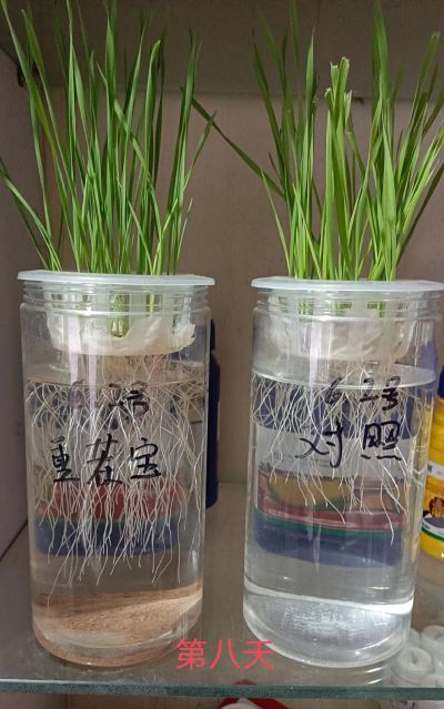 家庭养花用生根粉