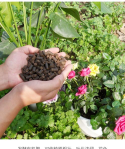 家庭养花用鸡粪