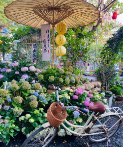 家庭养花用生根粉