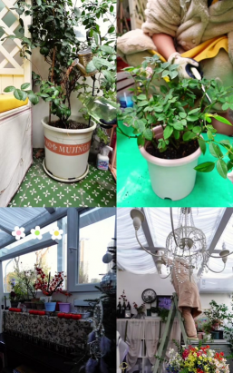 家庭养花用生根粉