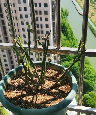 家庭养花用生根粉