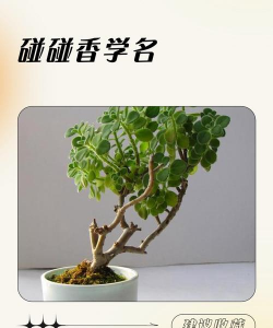 养花可以浇香油不