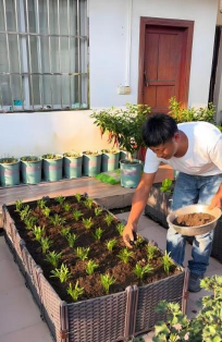 家庭养花用生根粉