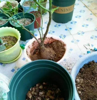 家庭养花用生根粉