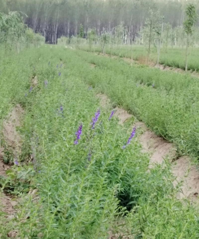 黄芩药渣可以养花吗