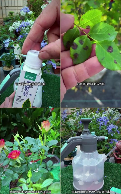 家庭养花用生根粉