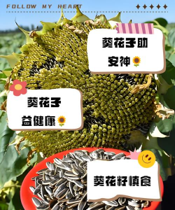 瓜子养花好不好